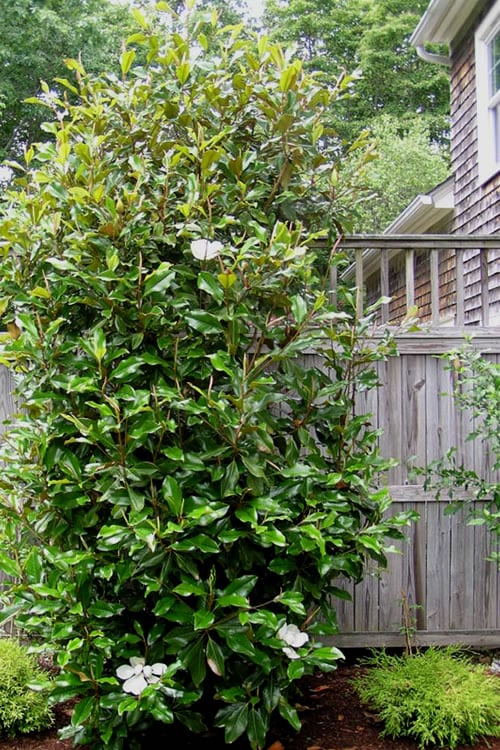  Alta Southern Magnolia - 7 Gallon Pot (3-4') 