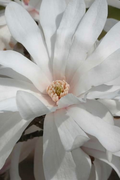  Centennial Star Magnolia - 3 Gallon Pot