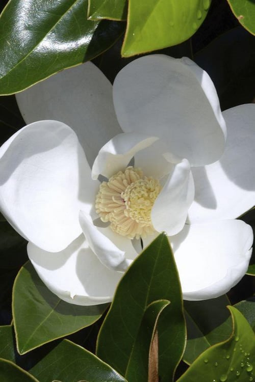  Claudia Wannamaker Southern Magnolia - 7 Gallon Pot (5-6')
