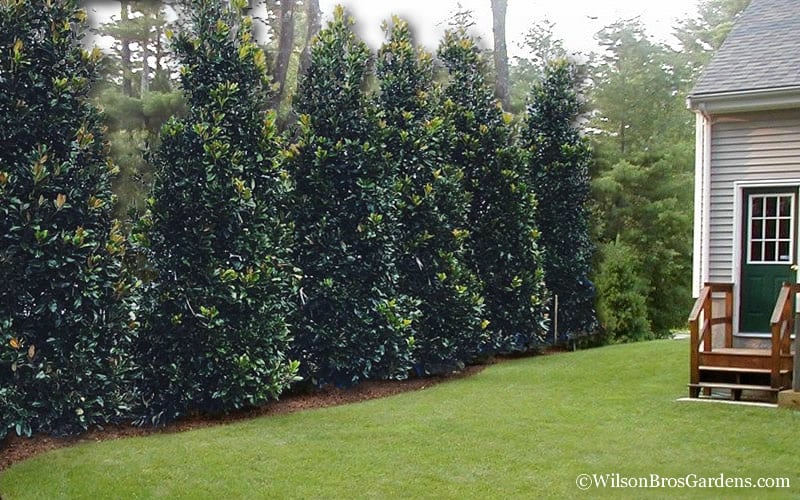  Claudia Wannamaker Southern Magnolia - 7 Gallon Pot (4-5')
