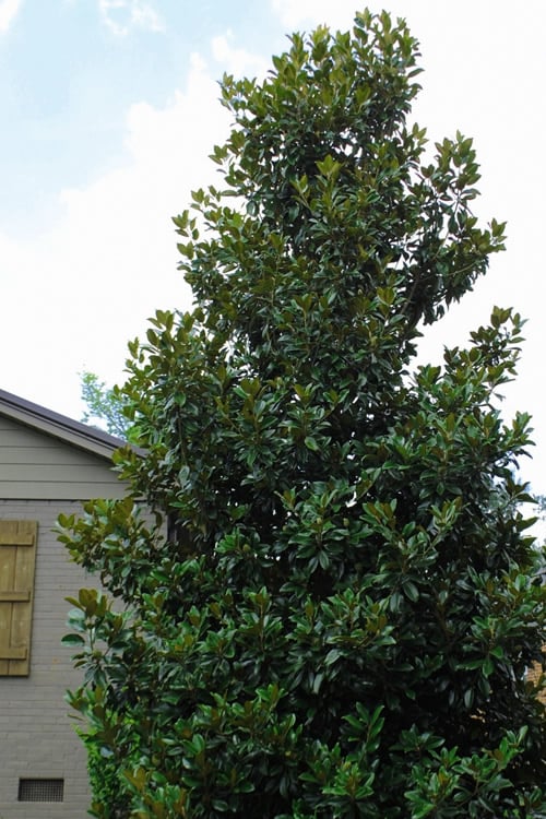  Claudia Wannamaker Southern Magnolia - 7 Gallon Pot (4-5')