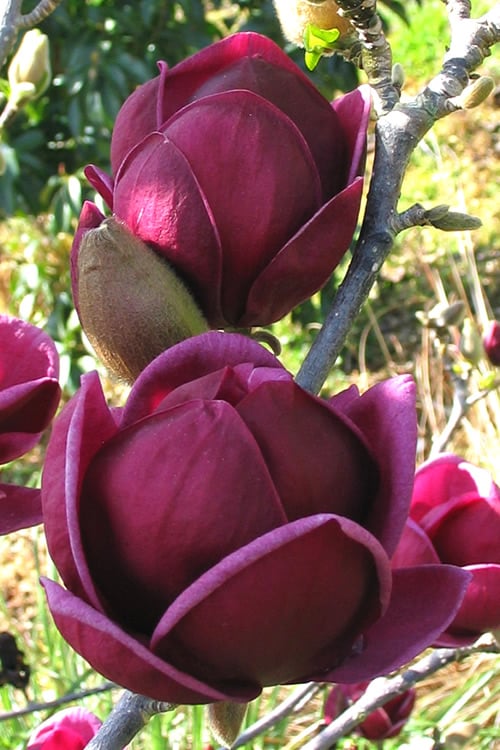  Genie Magnolia Tulip Tree - 1 Gallon Pot