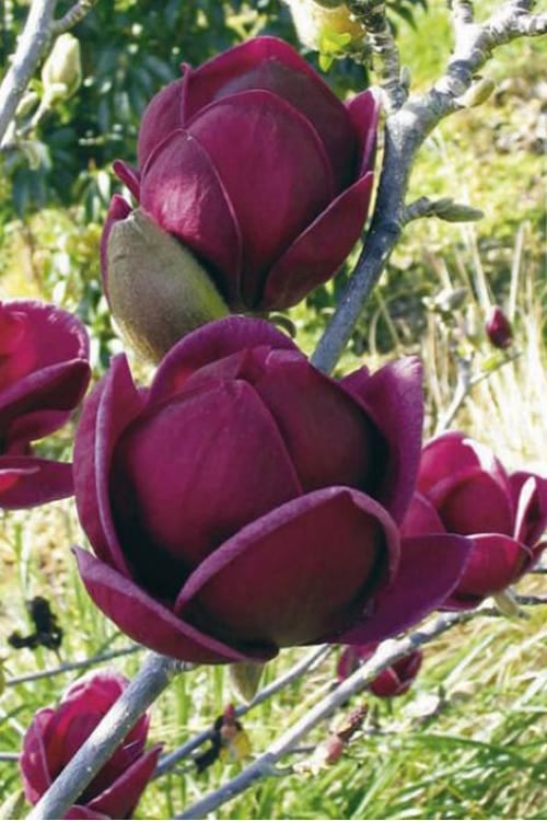  Genie Magnolia Tulip Tree - 1 Gallon Pot