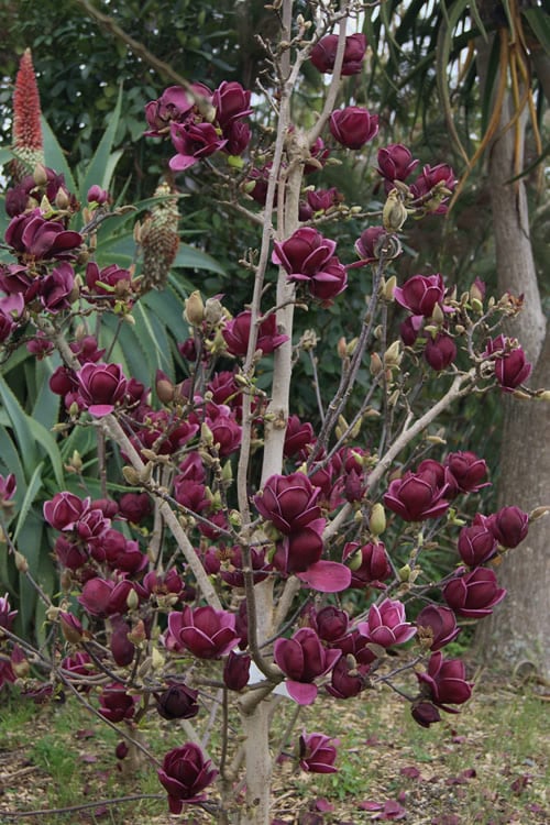  Genie Magnolia Tulip Tree - 7 Gallon Pot (6-7') 