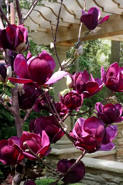  Genie Magnolia Tulip Tree - 1 Gallon Pot