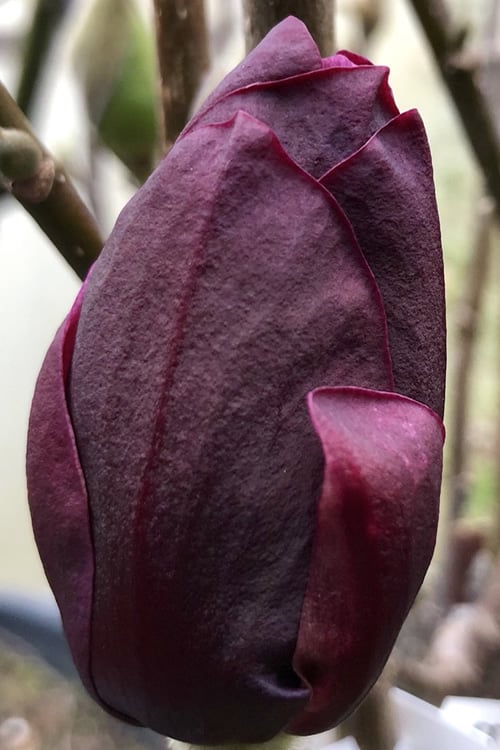  Genie Magnolia Tulip Tree - 1 Gallon Pot