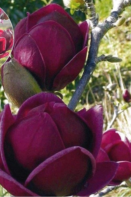  Genie Magnolia Tulip Tree - 1 Gallon Pot