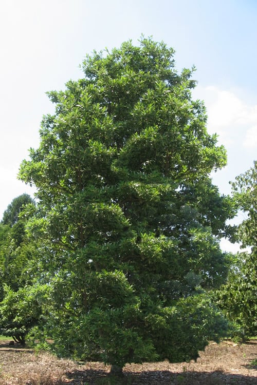  Green Shadow Sweetbay Magnolia Tree (Magnolia Virginiana) - 3 Gallon Pot (4-5')