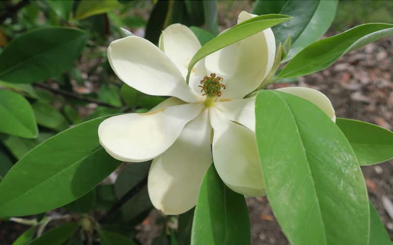 Green Shadow Sweetbay Magnolia Tree (Magnolia Virginiana) - 3 Gallon Pot (4-5')
