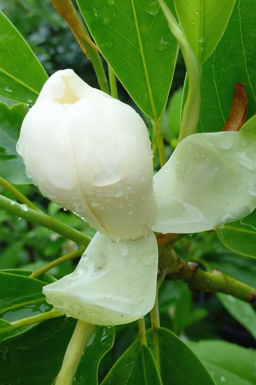  Northern Belle Sweetbay Magnolia Tree (Magnolia Virginiana) - 7 Gallon Pot (3-4')