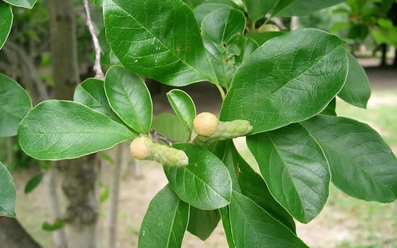  Waterlily Star Magnolia Tree - 3 Gallon Pot