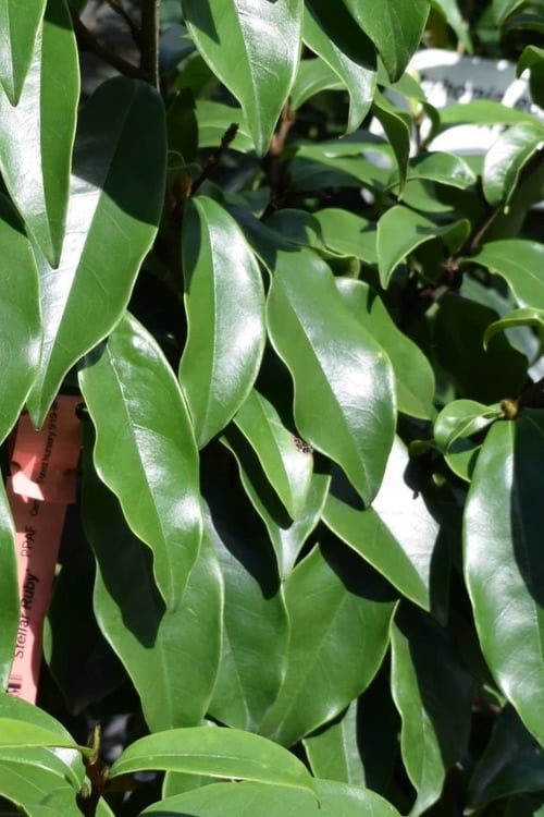  Stellar Ruby Magnolia Single Trunk Tree (Banana Shrub Hybrid) - 7 Gallon Pot (3-4') 