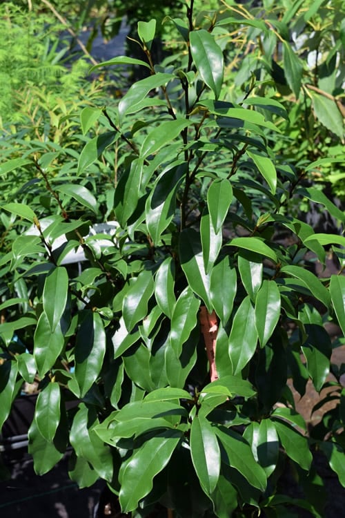 Stellar Ruby Magnolia Single Trunk Tree (Banana Shrub Hybrid) - 7 Gallon Pot (4-5')
