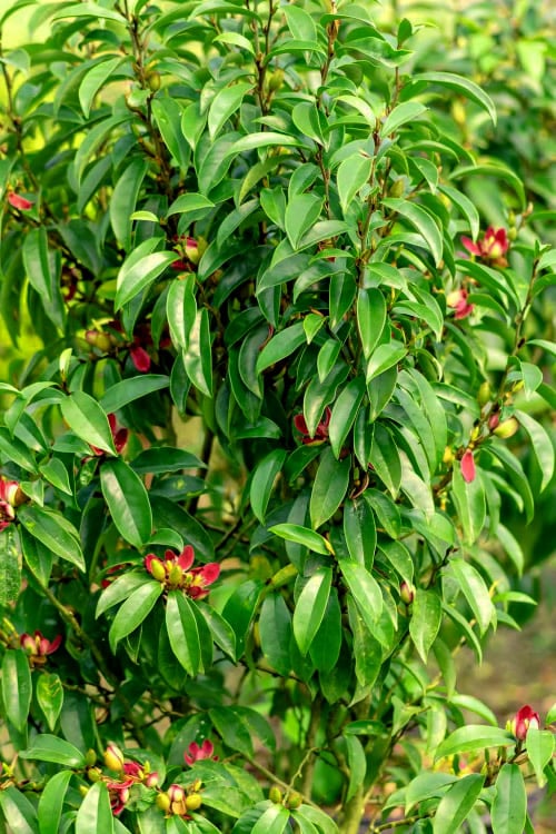  Stellar Ruby Magnolia X Figo - Banana Shrub Hybrid - 7 Gallon Pot (3-4')