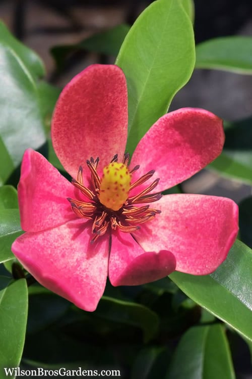 Stellar Ruby Magnolia Single Trunk Tree (Banana Shrub Hybrid) - 7 Gallon Pot (3-4') 
