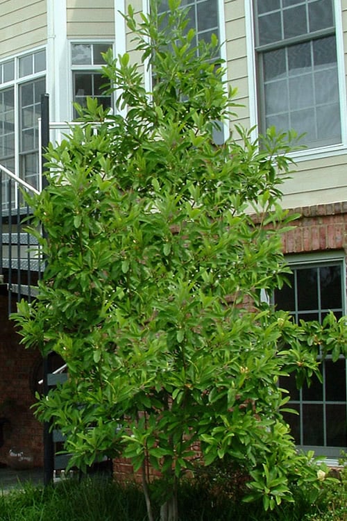  Northern Belle Sweetbay Magnolia Tree - Magnolia Virginiana - 3 Gallon Pot