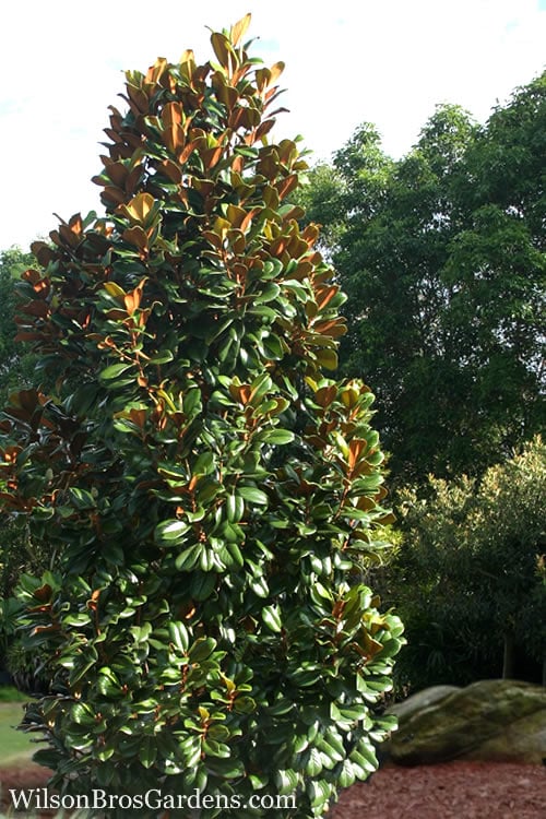  Teddy Bear Dwarf Southern Magnolia - 7 Gallon Pot (3-4') 