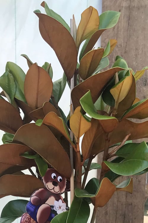  Teddy Bear Dwarf Southern Magnolia - 7 Gallon Pot (3-4') 