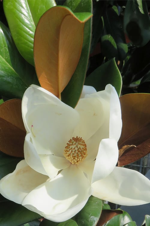  Teddy Bear Dwarf Southern Magnolia - 7 Gallon Pot (3-4') 