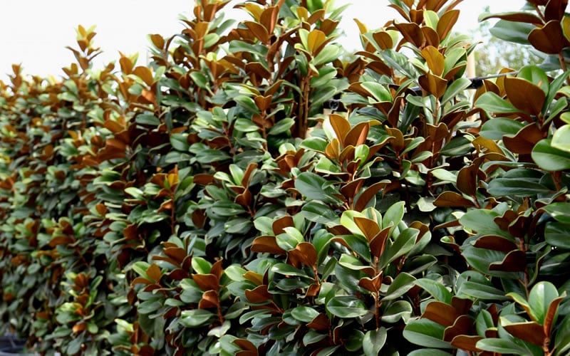  Teddy Bear Dwarf Southern Magnolia - 7 Gallon Pot (3-4') 