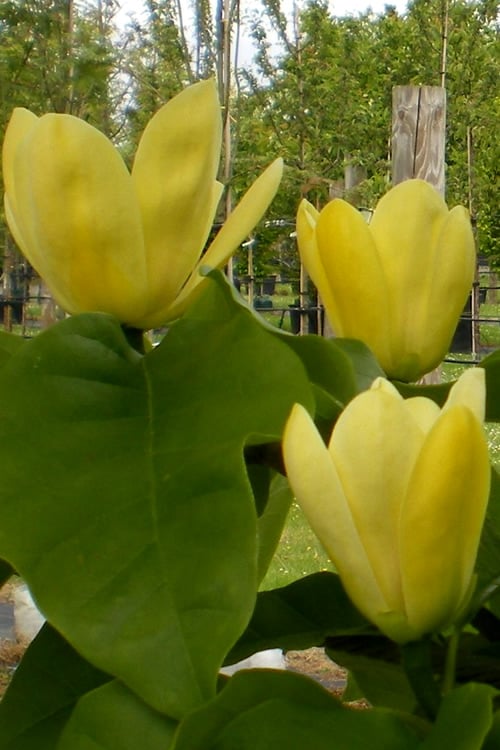  Yellow Bird Magnolia Tulip Tree - 3 Gallon Pot