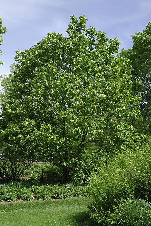  Yellow Bird Magnolia Tulip Tree - 3 Gallon Pot