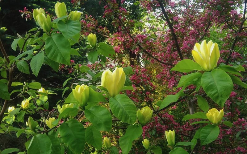  Yellow Bird Magnolia Tulip Tree - 3 Gallon Pot
