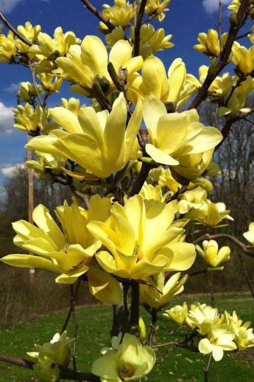  Yellow Bird Magnolia Tulip Tree - 3 Gallon Pot