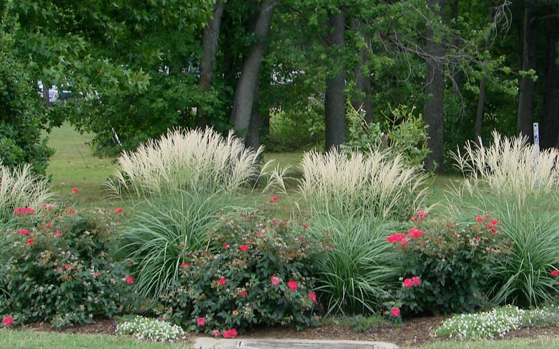  Adagio Dwarf Maiden Grass - Miscanthus Sinensis - 1 Gallon Pot