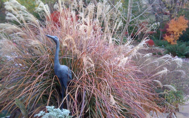  Adagio Dwarf Maiden Grass - Miscanthus Sinensis - 1 Gallon Pot