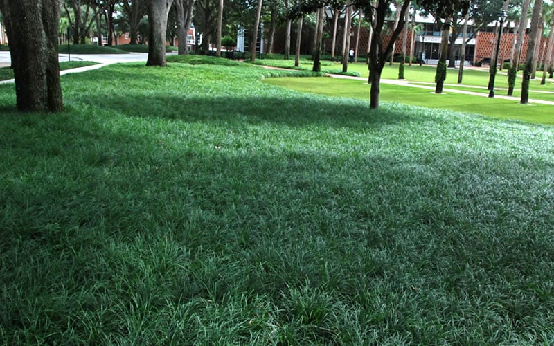  Tall Mondo Grass - 10 Count Flat Of Pint Pots
