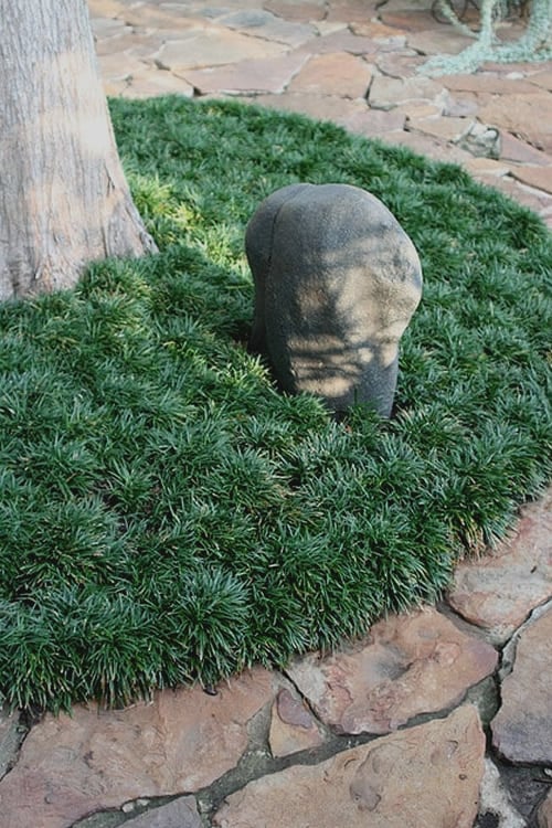  Dwarf Mondo Grass - 18 Count Flat Of Pint Pots
