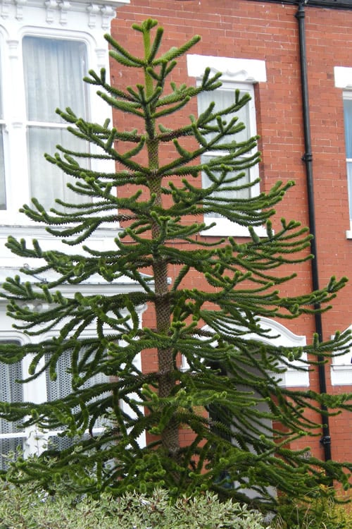  Monkey Puzzle Tree (Araucaria Auracana) - 1 Gallon Pot