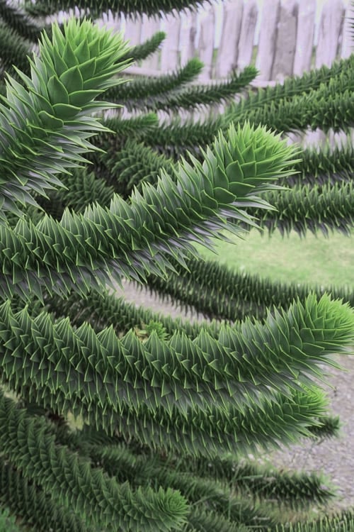 Monkey Puzzle Tree - Araucaria Auracana - 5 Gallon Pot