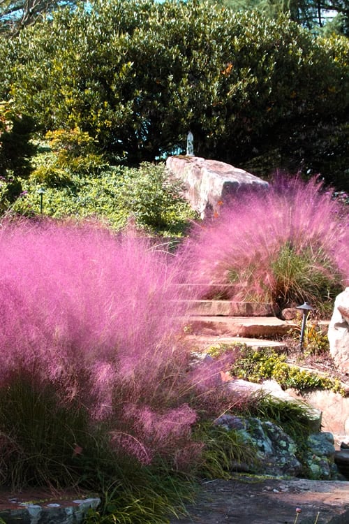  Pink Muhly Grass - Cotton Candy Grass - 1 Gallon Pot
