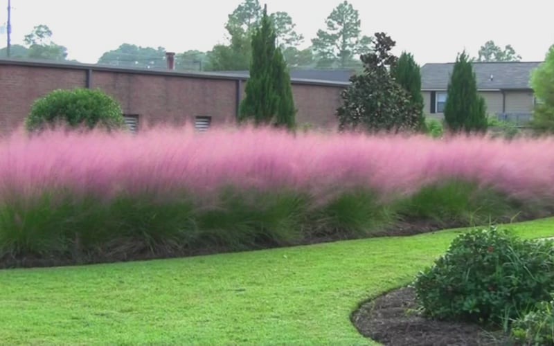  Pink Muhly Grass - Cotton Candy Grass - 1 Gallon Pot