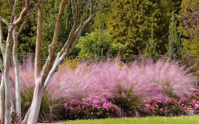  Pink Muhly Grass - Cotton Candy Grass - 1 Gallon Pot