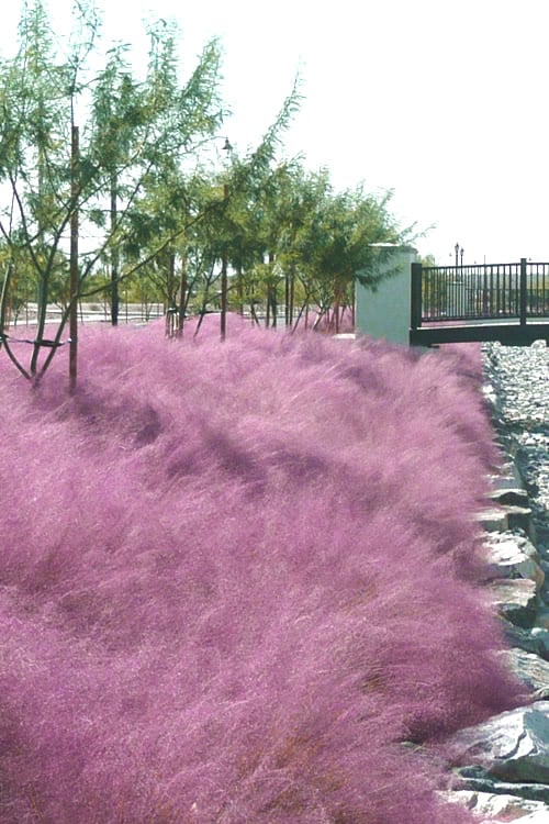  Pink Muhly Grass - Cotton Candy Grass - 1 Gallon Pot