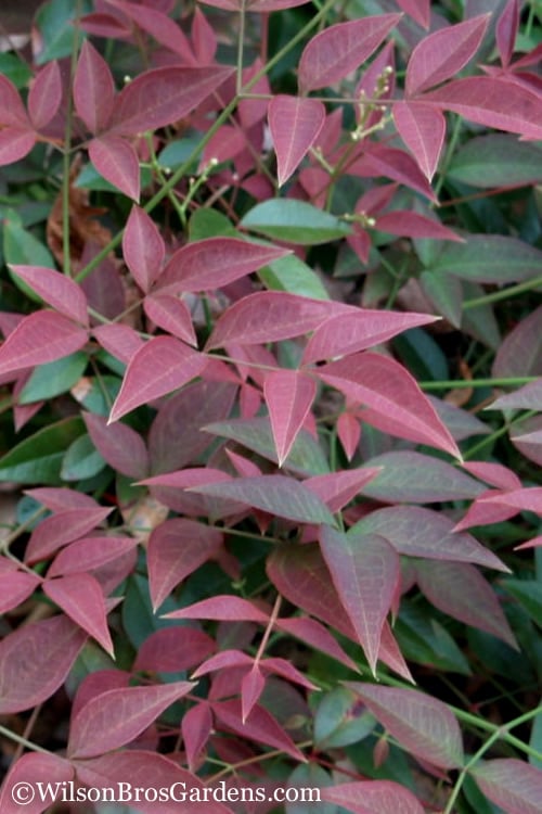  Flirt Dwarf Nandina - 6 Pack Of 1 Gallon Pots