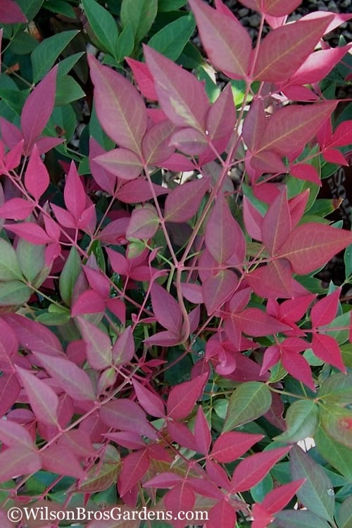  Flirt Dwarf Nandina - 1 Gallon Pot
