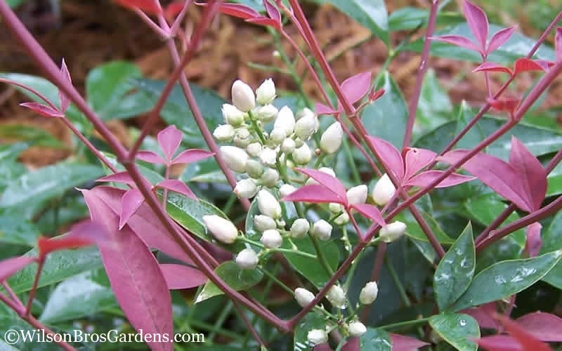  Flirt Dwarf Nandina - 6 Pack Of 1 Gallon Pots