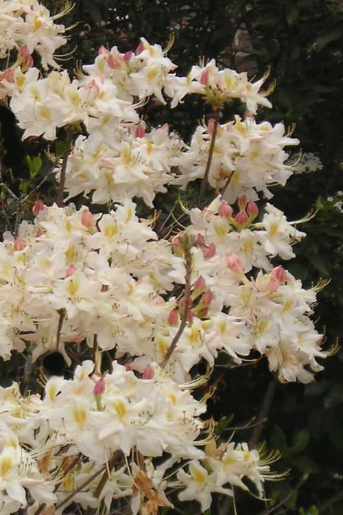  High Tide Aromi Azalea (Deciduous Rhododendron Hybrid) - 1 Gallon Pot