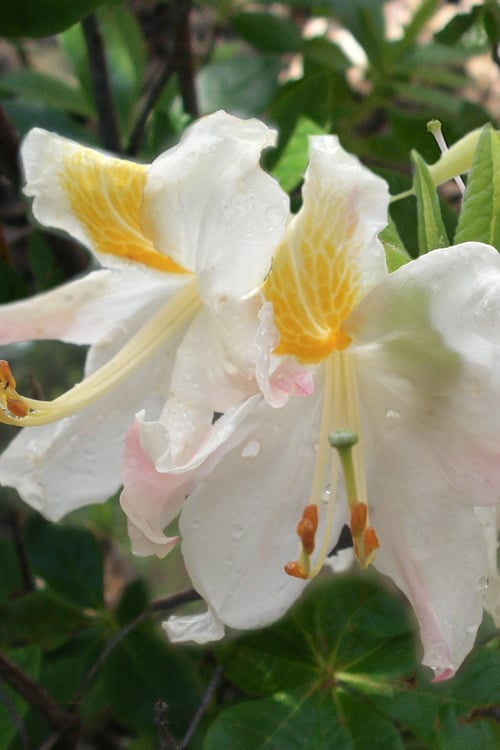  High Tide Aromi Azalea (Deciduous Rhododendron Hybrid) - 1 Gallon Pot