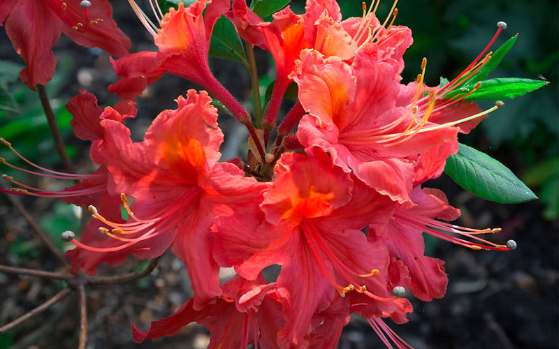  Jeb Stuart Native Azalea (Rhododendron) - 1 Gallon Pot