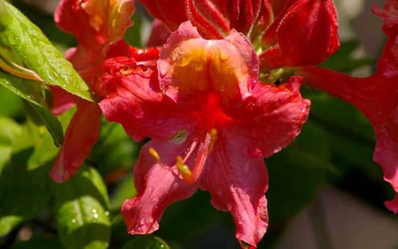  Jeb Stuart Native Azalea (Rhododendron) - 1 Gallon Pot