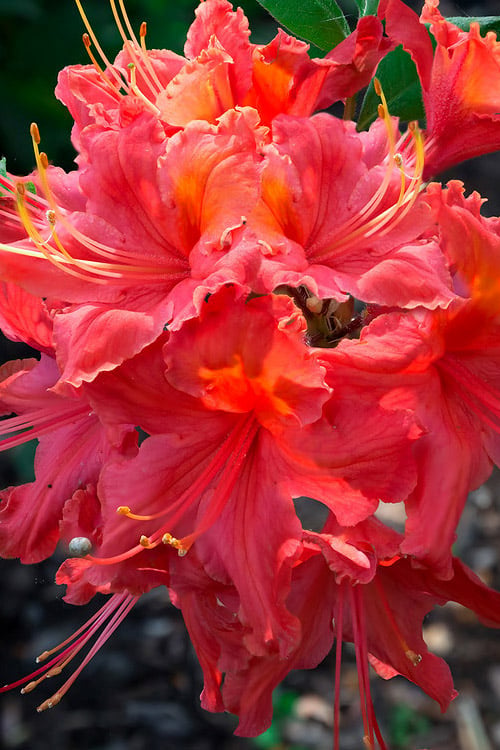  Jeb Stuart Native Azalea (Rhododendron) - 1 Gallon Pot