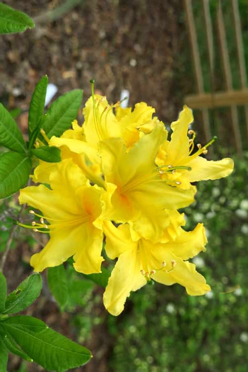  Lemonade Aromi Azalea (Rhododendron Hybrid) - 1 Gallon Pot