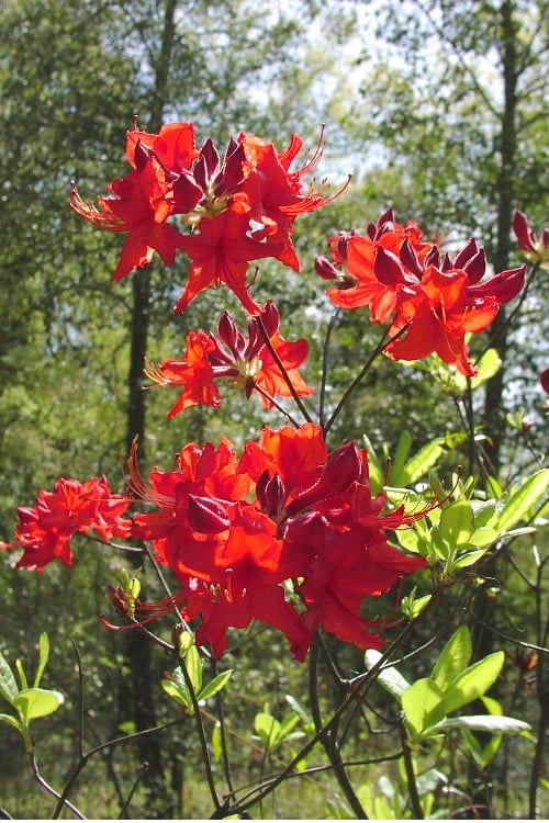  Radiant Red Aromi Azalea (Rhododendron Hybrid) - 3 Gallon Pot