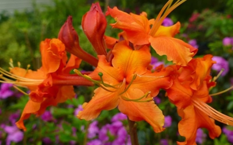  Red Pepper Aromi Azalea (Rhododendron Hybrid) - 1 Gallon Pot