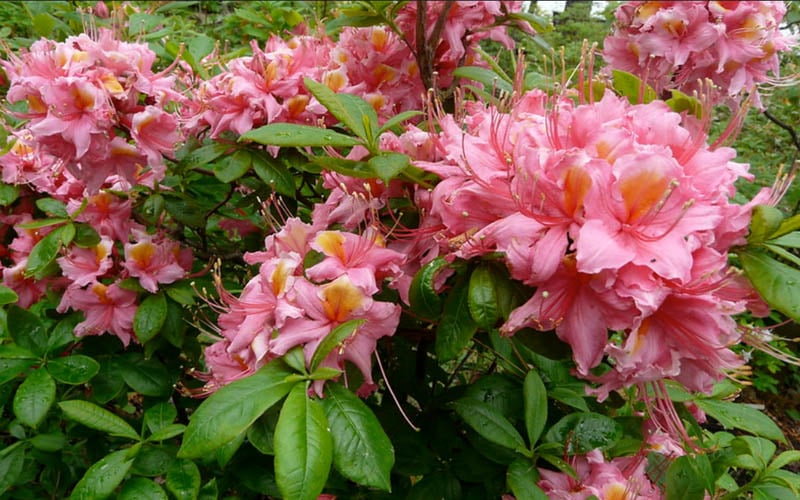  Samford Sorbet Native Azalea (Rhododendron) - 3 Gallon Pot